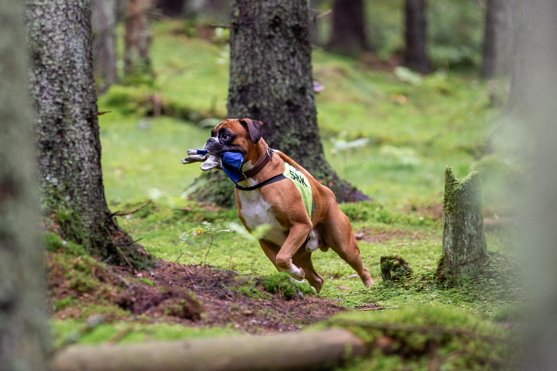 Boxer på feltsøk, en av bruksøvelsene rasen egner seg godt til