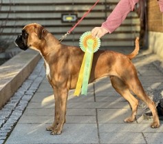 Birkeboxer Ingeborg 08.04