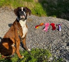 Birkeboxer Hauk1