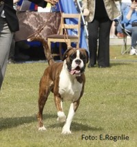 Monolaboxer baloo 2 foto E Rognlie