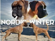 NORDIC WINTER