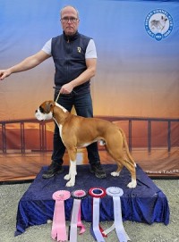 Boxerknock Jump For Joy 20230818_cert nkk