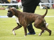Orre 02.09.2023 - Kronion's Reina - CK R.CERT 4.BTK