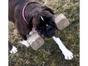 Morokulien 24-25.06.2024 - G & T-Hjertebo's Teeny Weeny Tomine - Norsk Boxerklubbs Dressurplakett