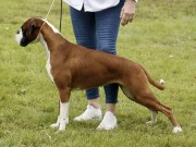 Stokkehallen 27.04.2024 - Magic Murris I Return2 Boxertrollet - CK CERT 1.BTK BIR  - Norsk utstillingschampion