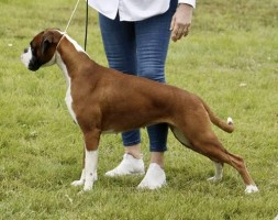 Magic Murris I Return2 Boxertrollet