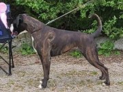 Sandnes 04.05.2024 - Future Star Av Quadratic Line - CK 1.BTK CERT BIR - Norsk utstillingschampion