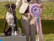 Vestby 09.06.2024 - K9 B'utiful Dream Av Quadratic Line - BIM valp - Norsk Årsvinner valp 2024