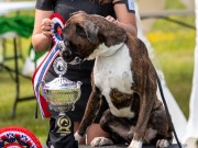 Vestby 09.06.2024 - Engelaiz Lancelot - CK CERT 1.BHK BIM- Norsk Årsvinner 2024