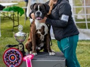 Vestby 09.06.2024 - Birkeboxer Quince - BIR Veteran- Norsk Årsvinner veteran 2024 