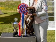 Vestby 09.06.2024 - Boxertrollets Iceman - BIM Junior - Norsk Årsvinner Junior 2024
