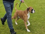 Vejen, Danmark 14.06.2024 - Boxerknock Jump For Joy  - CK Cert 2.BHK Res.CACIB - Dansk utstillingschampion 