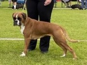 Vejen, Danmark 14.06.2024 - MonolaBoxer Becky  - CK Cert 1.BTK CACIB - Dansk utstillingschampion 