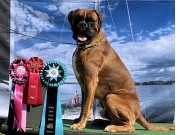 Askersund, Sverige  11.08.24 - Jiao-Jiaos Ottos Thrill - CK 2.BHK Nordic Junior Cert  Res. Nordic show cert