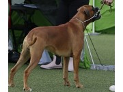 Sandefjord 06.07.2024 - Jiao-Jiao's Ottos Thrill - CK CERT 3.BHK Nordic CERT Jun.CERT Jun.Nordic  Ny tittel: Norsk Juniorvinner 