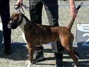 Trondheim 08.06.2024 - Kronion`s Nikita - Exc.CHK 1.CHKK CK 1.BTK CACIB BIR Cruftskval. -C.I.E. Internasjonal champion