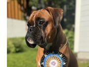 Sverige 08.09.24 - Jiao-Jiaos Ottos Thrill - CK 2.BHK Nordic J-Cert  Res. Nordic show cert - Ny tittel. Nordic jr. Champion 