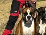 Nittedal 28.09.2024 - Ugoboss De La Demure Andardaise - Mentalbeskrivelse hund (MH)