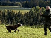 Nittedal 28.09.2024 - Ceccabox Caya - Mentalbeskrivelse hund (MH) 