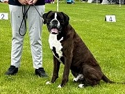 Råde 27.07 - Birkeboxer Quince - CK 1.BHK BIR og Beste veteran