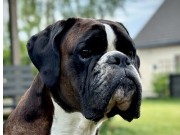 Sandefjord 05.07.2024 -  Birkeboxer Quince - Beste veteran 