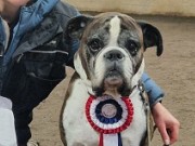 Hokksund 27.10.2024 - Boxerknock Elephant in The Room -Rallylydighet Elite. - 1. premie 192 poeng Cert