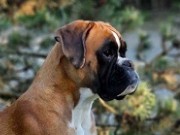 Lerum, Sverige 27.07.2024 - Engelaiz Maia - Mentalbeskrivelse hund (MH) 