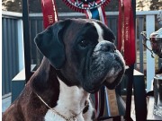 Sandefjord 23.11.2024 - Birkeboxer Quince - CK.Vet.CERT. Vet.CASIB. Beste veteran