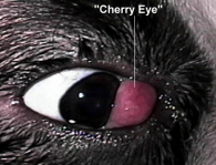 Chery Eye boxer