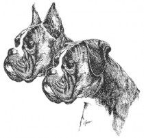 boxerillu2