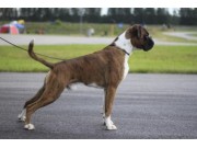 NJV-11 N DK UCH Ranidas's Hold On Be Strong