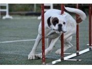 Artikkel om Agility fra 2010 - n&aring; oppdatert