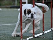 Agility - forskjellig brukshundaktiviteter
