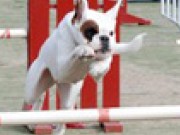 Innsending av resultater til klubbens hjemmeside