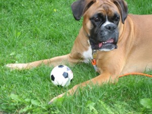 Boxer med ball