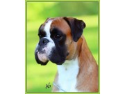 Ny N UCH - Rexob Zuperstar