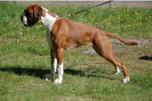 Birkeboxer Jackie