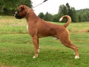  N DK UCH NJV-12 Lupin's Oskar Milla S&oslash;nn