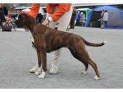 N UCH Perlybox's Cover Girl