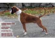  N DK UCH Casimiro Optima Grata