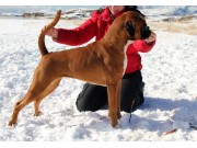 N UCH Urban Legend's Arctic Future