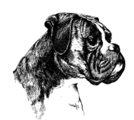 Boxerhode