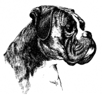 Boxerhode