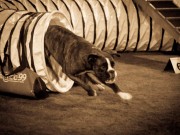  08.02.2014 Gjøvik Hundeklubb
