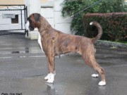 Roskilde - Danmark 11.05.2014 - Dansk Kennel klub - Dansk Championat