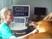 Hjerteundersøkelse med doppler ultralyd - disse veterinærene er godkjent av Norsk Forening For Veterinær Kardiologi 