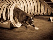 02.11.2014 Stovner Hundeklubb