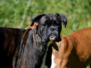 28.09.2014 Horten Hundeklubb