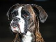 Kløfta 31.10.2015 - Stovner Hundeklubb - Hopp 2