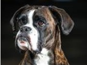 Kongsvinger 25.10.2015 - Norwegian Open - Trysil Hundeklubb - AG Hopp 2